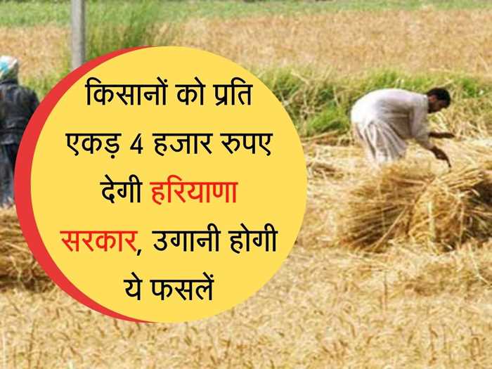 दलहन, तिलहन उगाने वाले हरियाणा के किसानों को मिलेगी 4 हजार रुपये प्रति एकड़ की सहायता